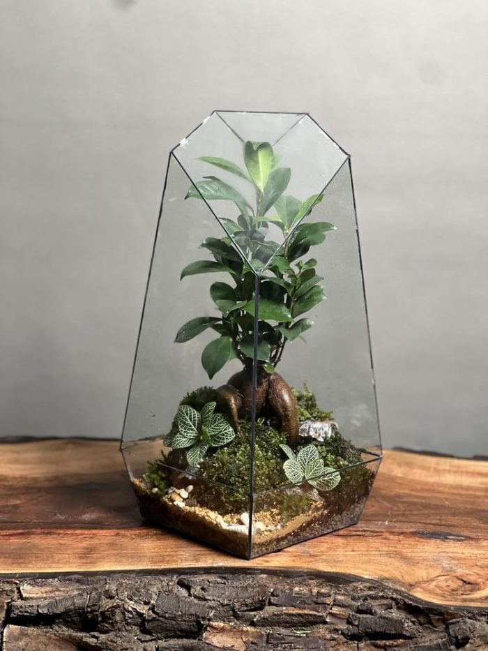 تراریوم بنسای فیکوس طرح طبیعت 40 Cm