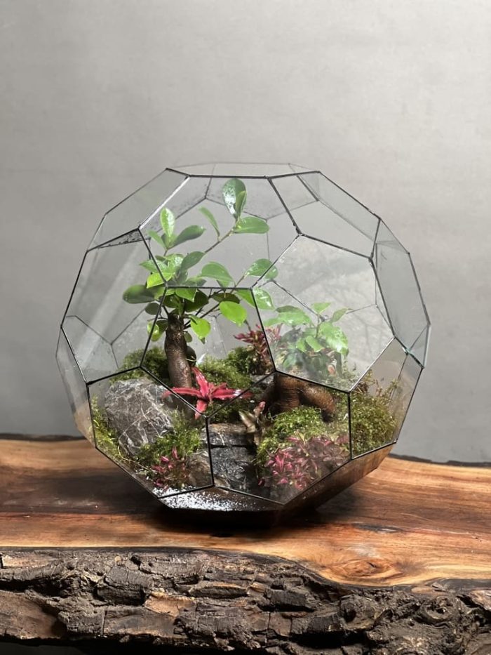تراریوم لاکچری بنسای فیکوس طرح توپ سبز 40 Cm