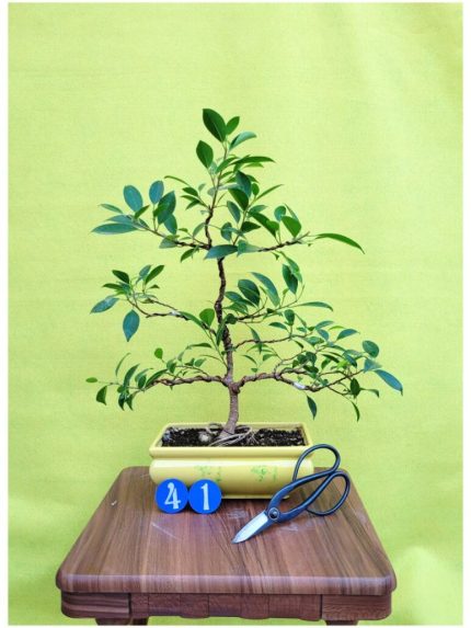 گل خانگی بونسای