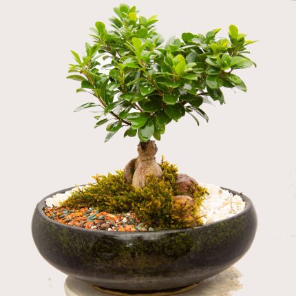خرید آنلاین گلدان بنسای جنسینگ کد 48720 | سولین بازار