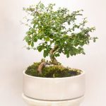 خرید آنلاین گیاه بنسای کارمونا گلدار کد 48725 | سولین بازار