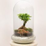 خرید آنلاین تراریوم بنسای جنسینگ کد 48779 | سولین بازار