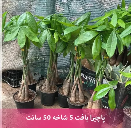سفارش انواع گل و گلدان طبیعی آپارتمانی در محله ولنجک
