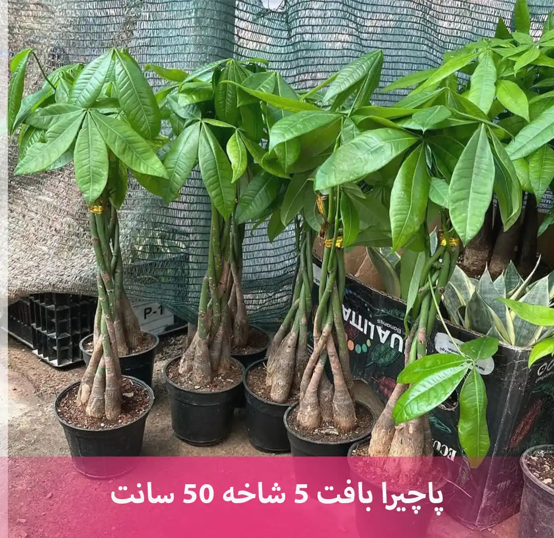 سفارش انواع گل و گلدان طبیعی آپارتمانی در محله ولنجک