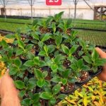 خرید گل و گلدان هدیه برای تقدیر از پیرغلامان امام حسین