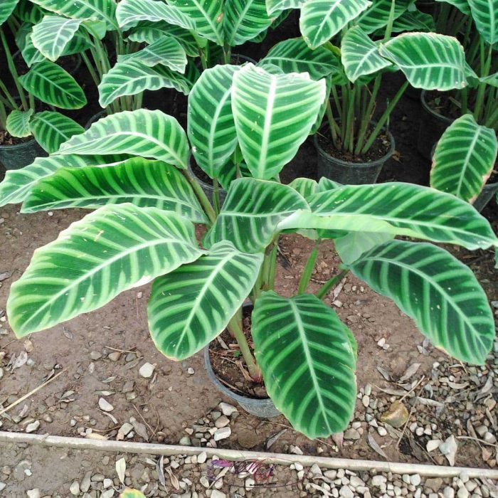 گل مارا سفارش انواع گل و گلدان طبیعی آپارتمانی در محله لشکر شرقی نتا سطل 7