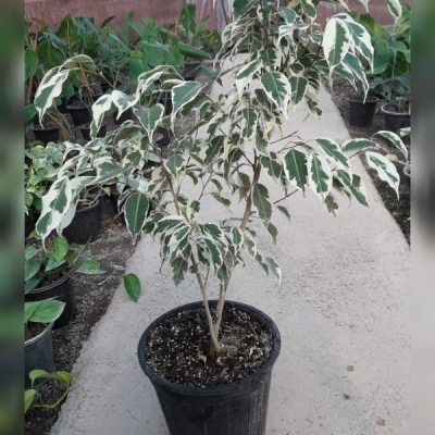 خرید گل و گلدان هدیه برای تشکر از طراح