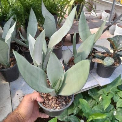 سانسوریا مهتابی سطل 7