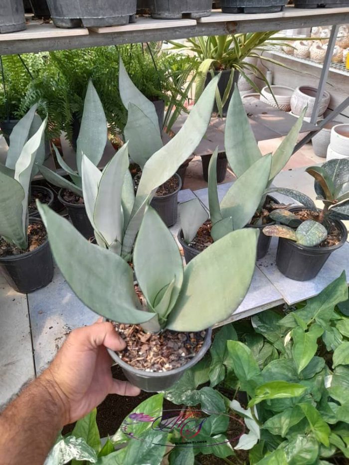 سانسوریا مهتابی سطل 7