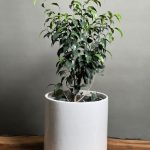 گیاه بنجامین بلک 70 Cm