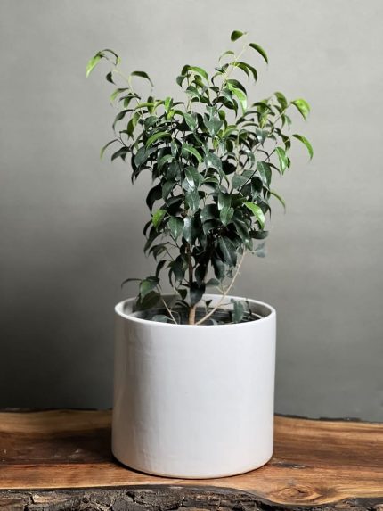 گیاه بنجامین بلک 70 Cm