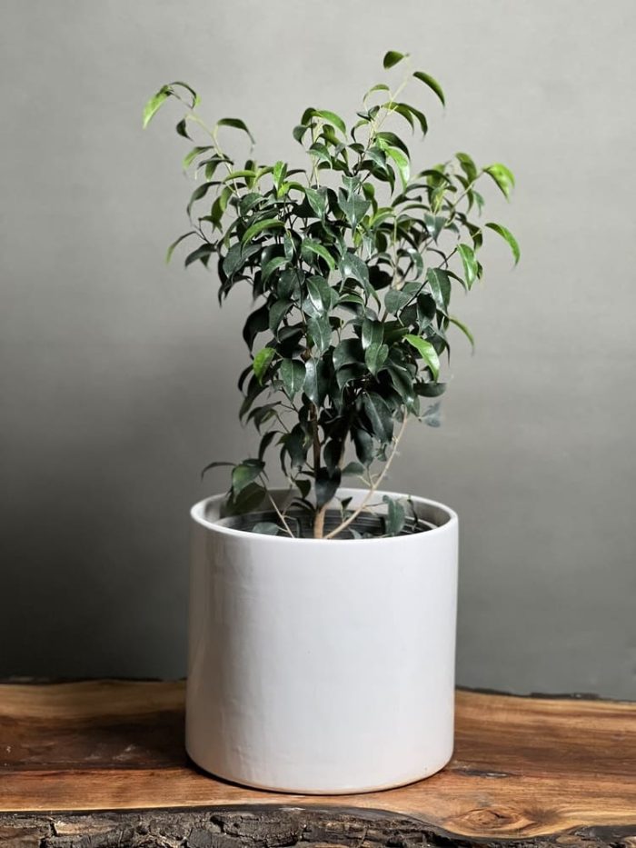 گیاه بنجامین بلک 70 Cm