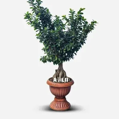 گل و گلدان طبیعی آپارتمانی در محله شکوفه
