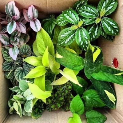 سفارش انواع گل و گلدان طبیعی آپارتمانی در محله بیمه
