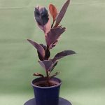 گل آپارتمانی غوره‌ای
