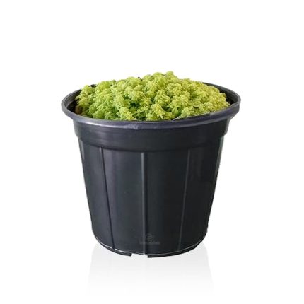 گیاه رونده چمن تایلندی ارتفاع 9 سانتیمتر
