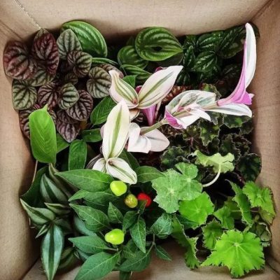 سفارش انواع گل و گلدان طبیعی آپارتمانی در محله آپادانا