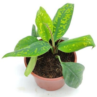 Adelonema Wallisii