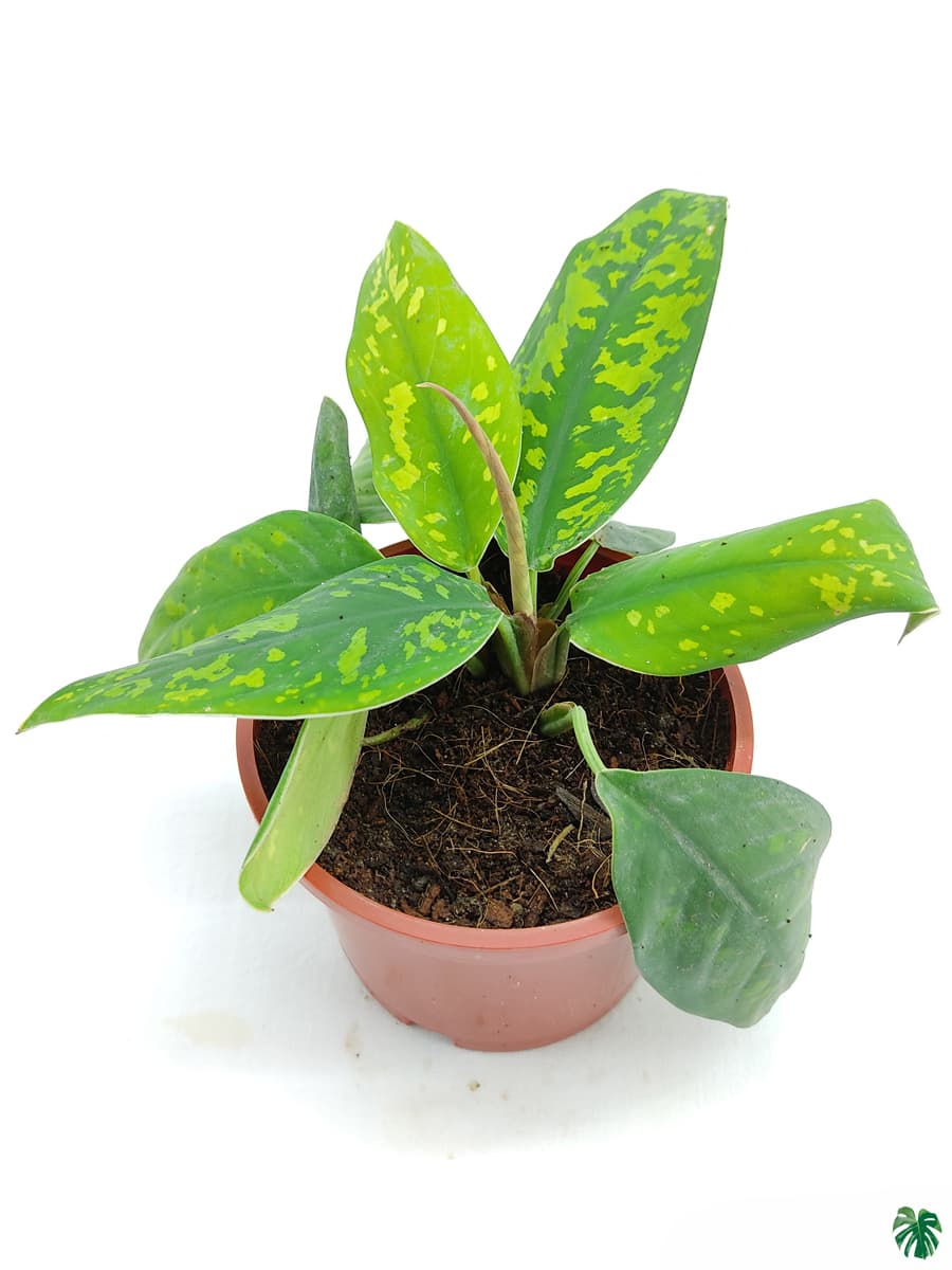 Adelonema Wallisii