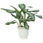 خرید گیاه آگلونما (Aglaonema) | ارسال امروز شیراز پالم ⚡