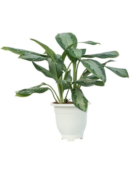 خرید گیاه آگلونما (Aglaonema) | ارسال امروز شیراز پالم ⚡