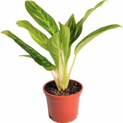 Aglaonema Brilliant