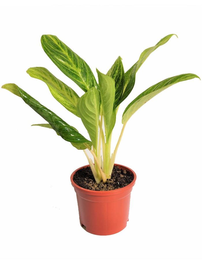 Aglaonema Brilliant