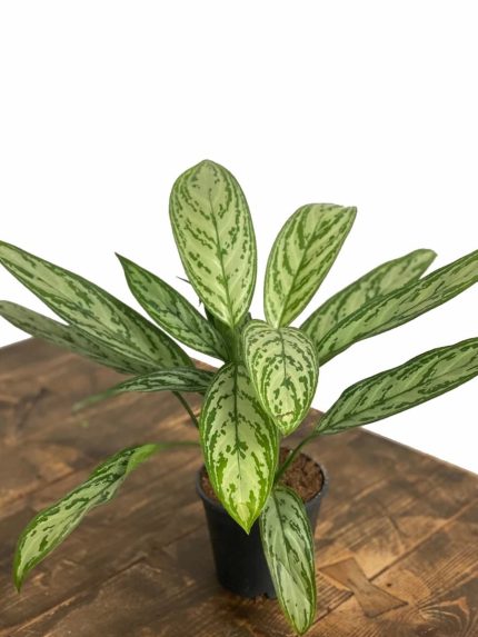 Aglaonema Commutatum Silver Queen
