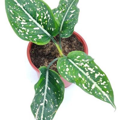 Aglaonema Costatum