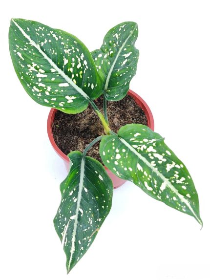 Aglaonema Costatum