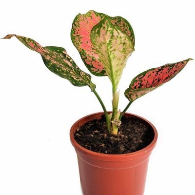 Aglaonema Dud Anyamanee