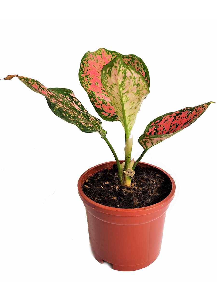Aglaonema Dud Anyamanee