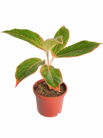 Aglaonema Lipstick