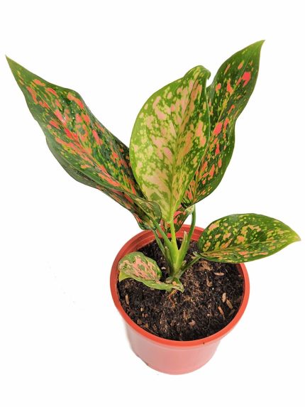 Aglaonema Pink Dalmatian