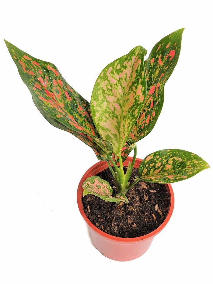Aglaonema Pink Dalmatian