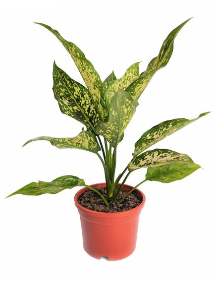 Aglaonema Snow White