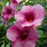 خرید گل و گلدان هدیه برای افتتاح مطب دکتر ??