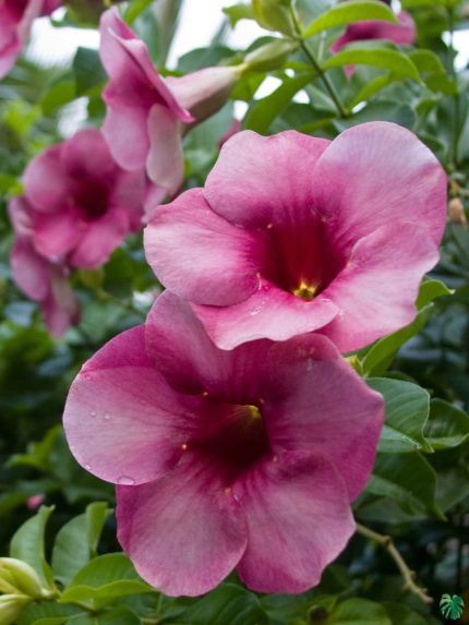 خرید گل و گلدان هدیه برای افتتاح مطب دکتر 🌸🏥