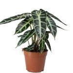 Alocasia Bambino Arrow