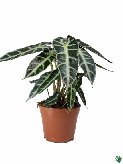 Alocasia Bambino Arrow