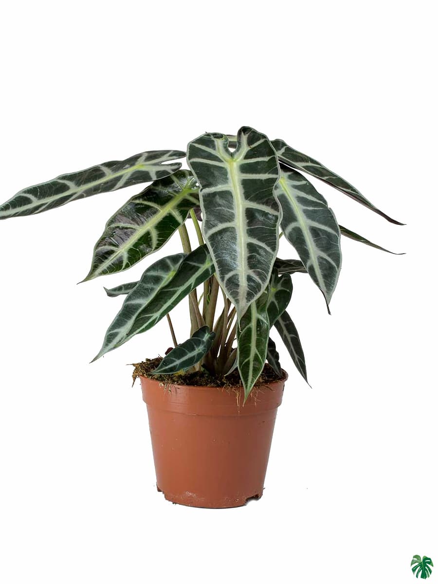 Alocasia Bambino Arrow