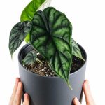 Alocasia Dragon Scale