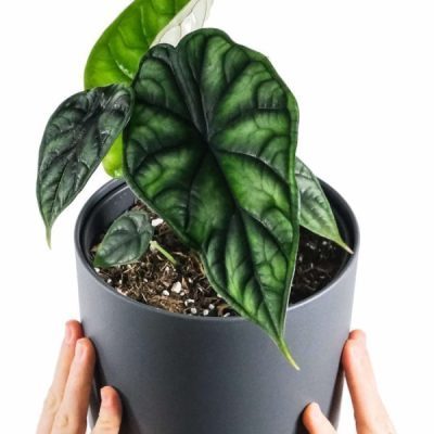 Alocasia Dragon Scale