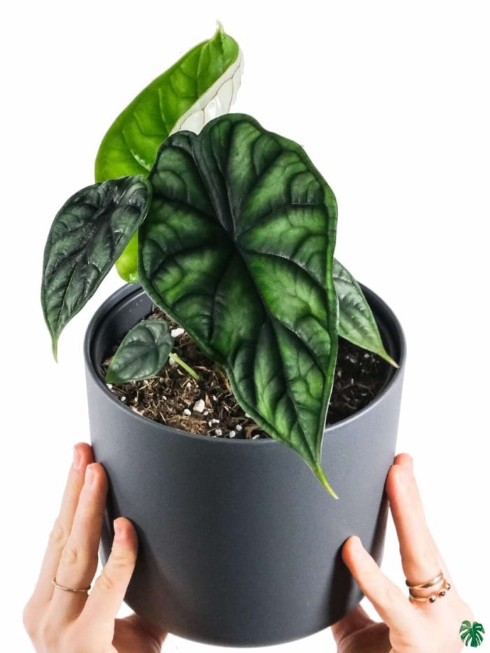 Alocasia Dragon Scale