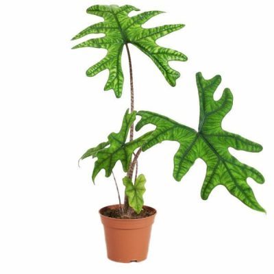 Alocasia Jacklyn