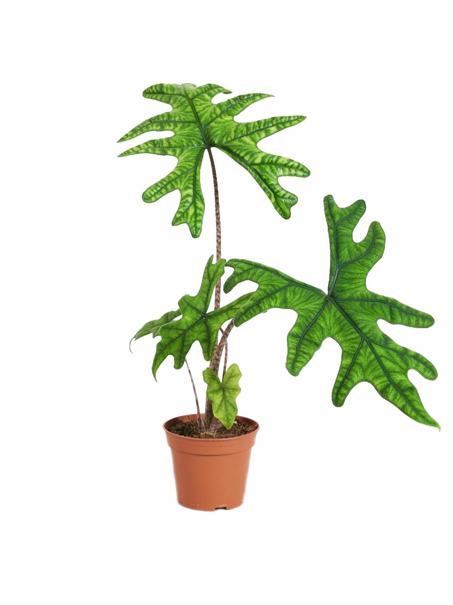 Alocasia Jacklyn