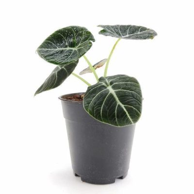 Alocasia Reginula - Black Velvet