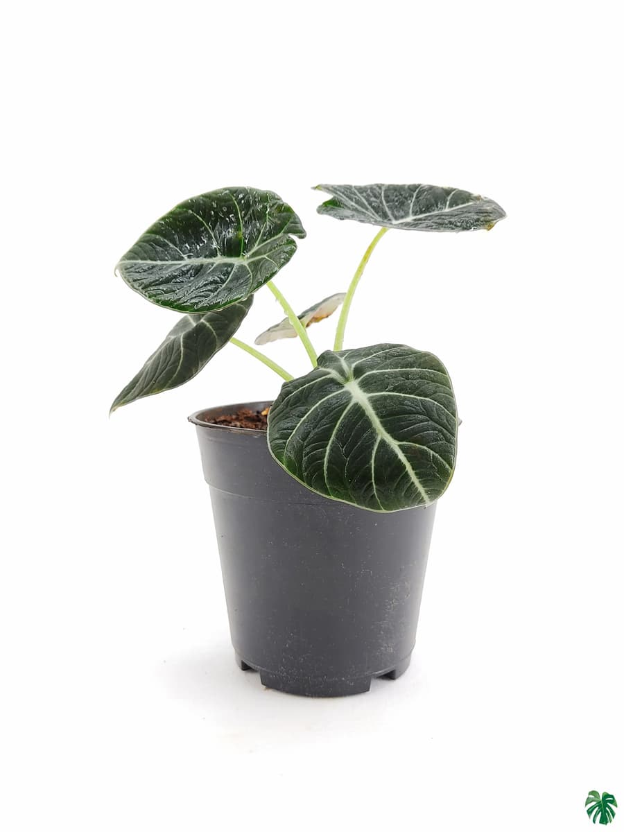 Alocasia Reginula - Black Velvet