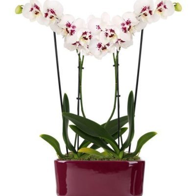 Amethyst Crystal Orchid