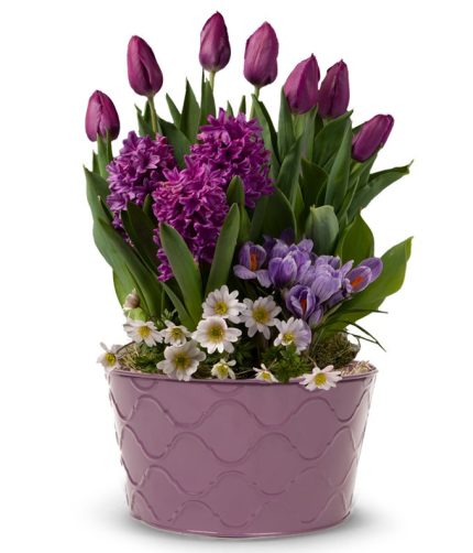 Amethyst Tulip Garden